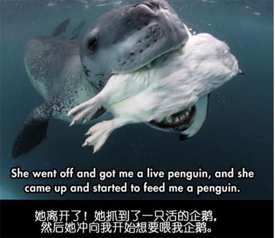 ��Ӱʦ���ϼ�Ǳˮ���յ�ʱ����ˮ��������һֻ����