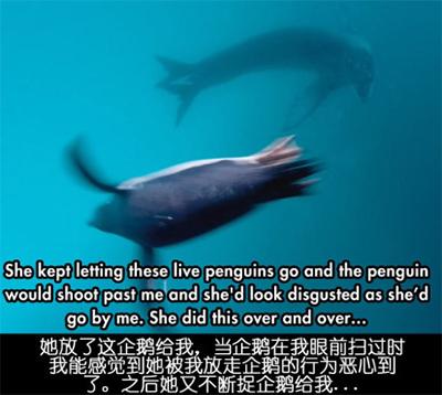 ��Ӱʦ���ϼ�Ǳˮ���յ�ʱ����ˮ��������һֻ����