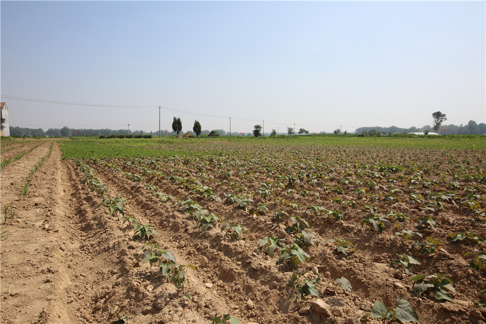 省国土资源厅调研组莅临睢阳区调研督导补充耕地项目推进工作
